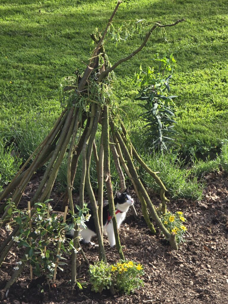 Houten tipi van takken in een tuin, gebruikt door een kat als schuil- en rustplaats, als symbool voor een omgeving die nieuwsgierigheid en ontdekking stimuleert.